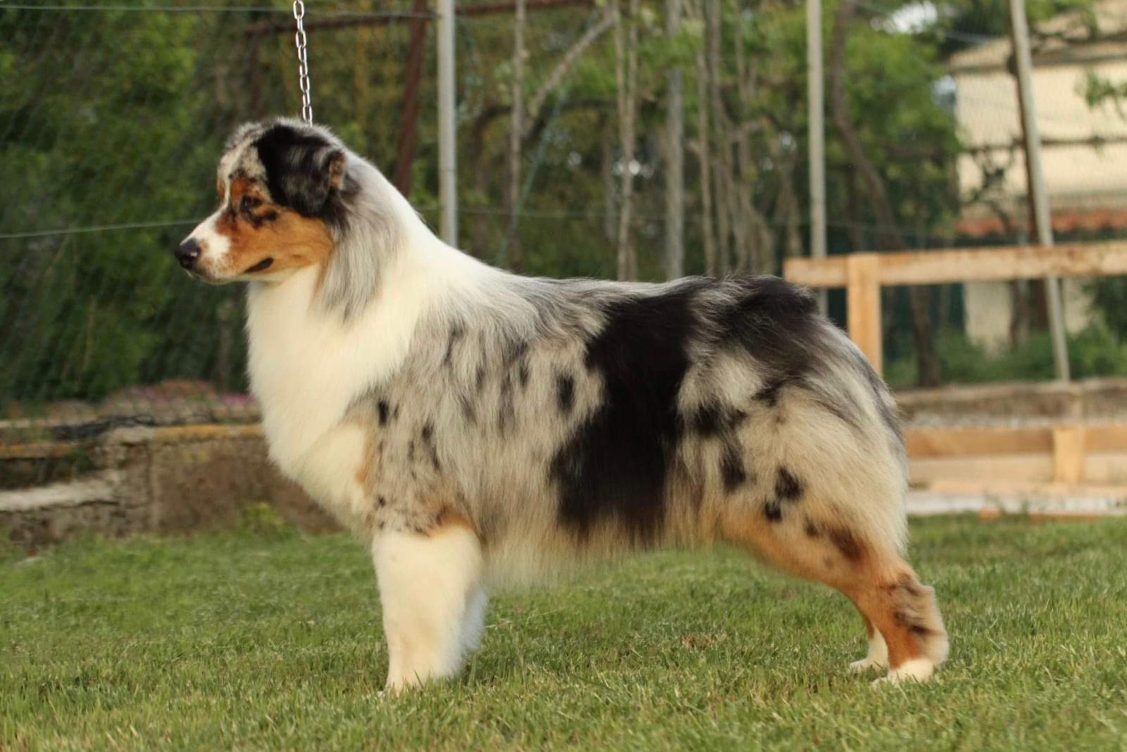 Allevamento cani