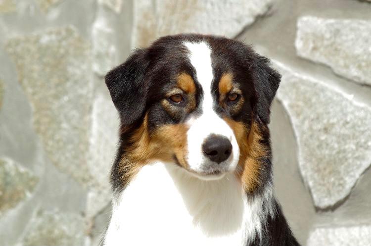Australian Shepherd