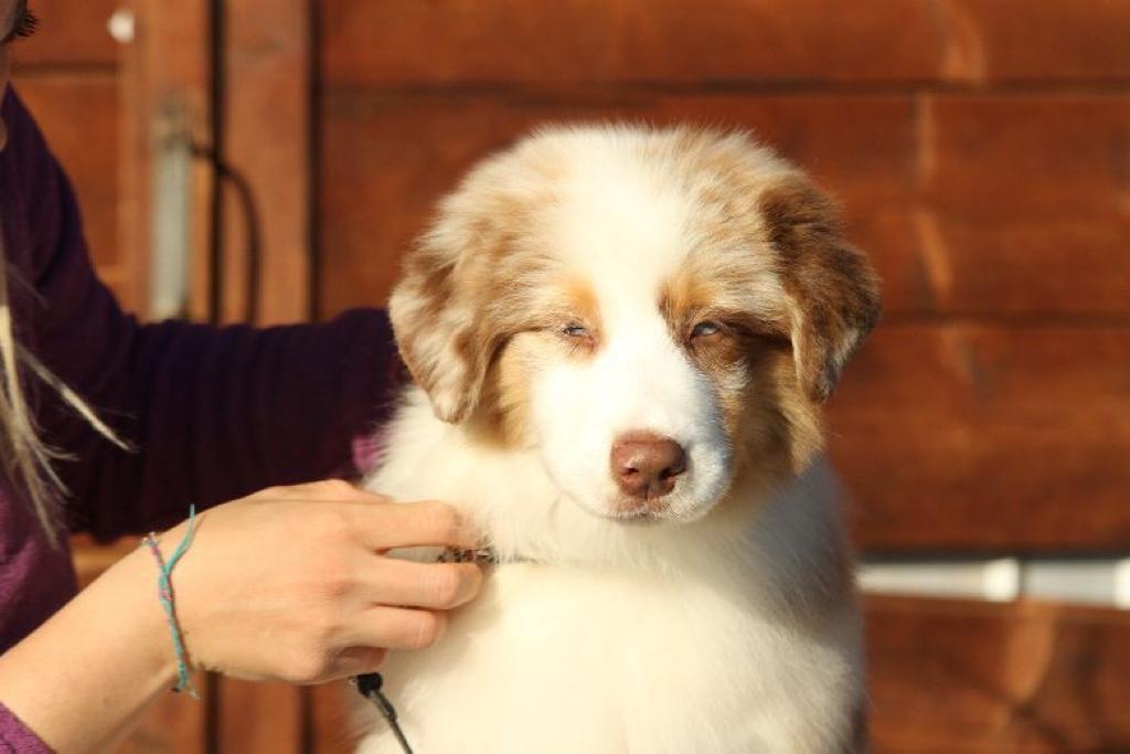 Cuccioli